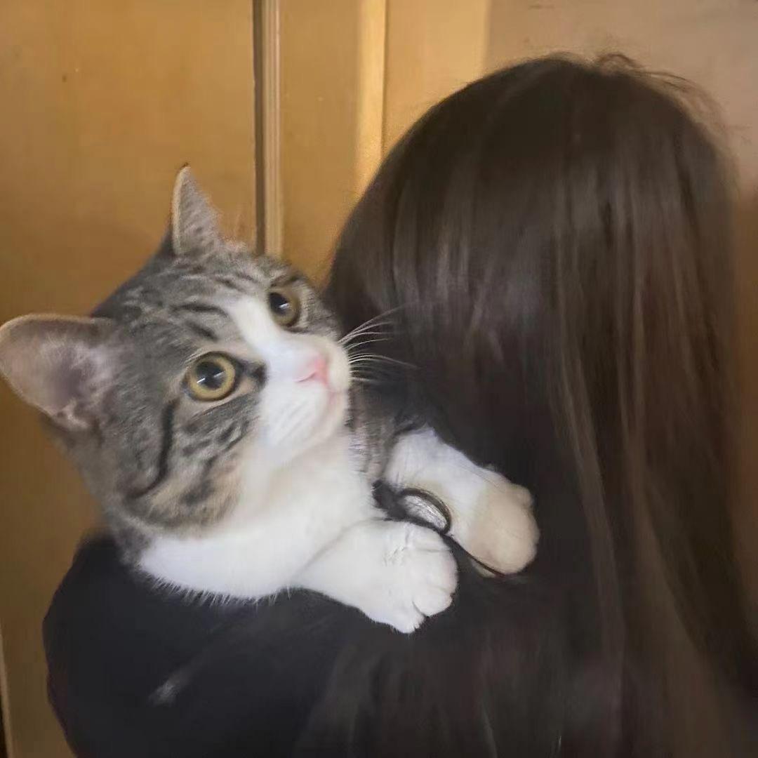 秋天肥肥猫