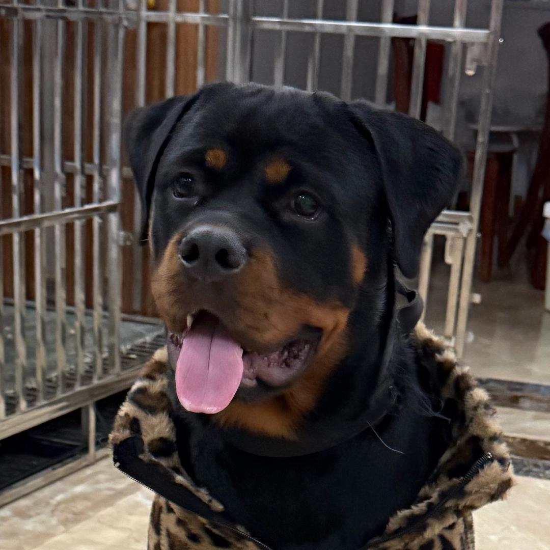 发财是只罗威纳