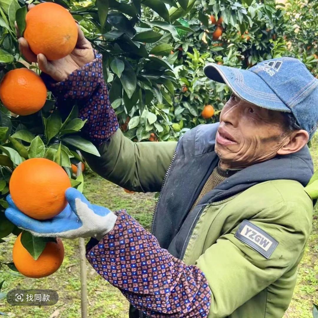 安食大果园（青见果冻橙）