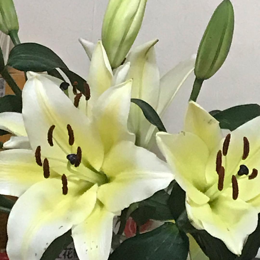雪儿