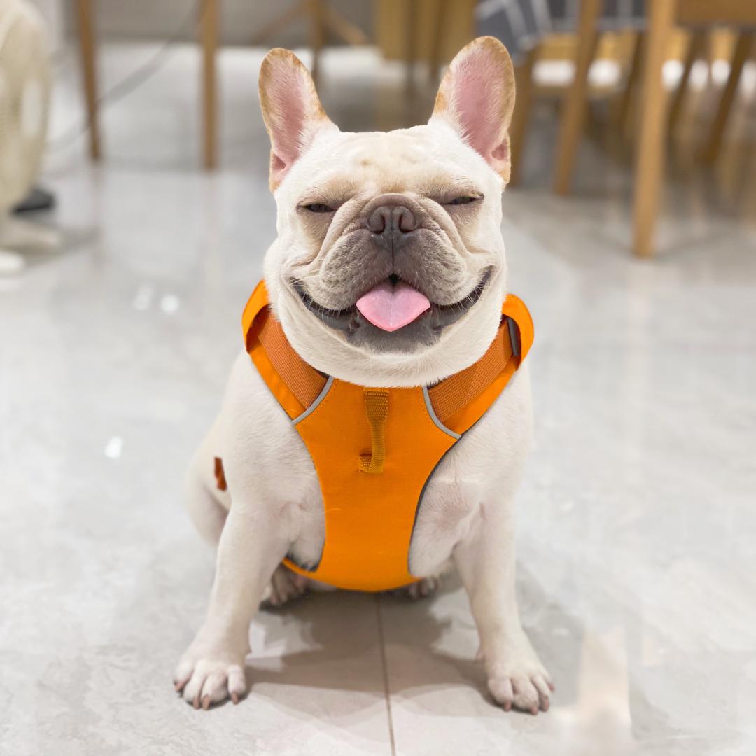 小法斗球球@抖音