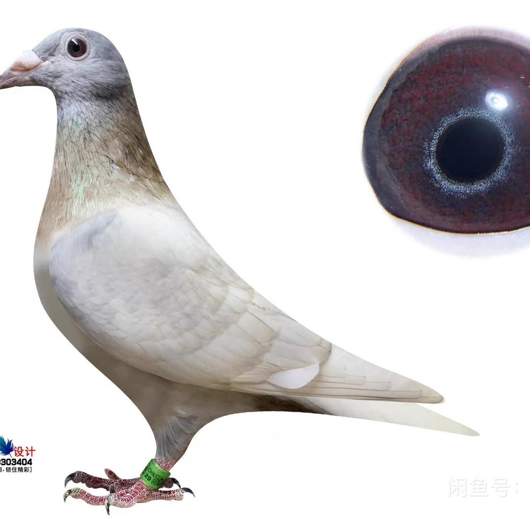 云中鹤金粉鸽舍