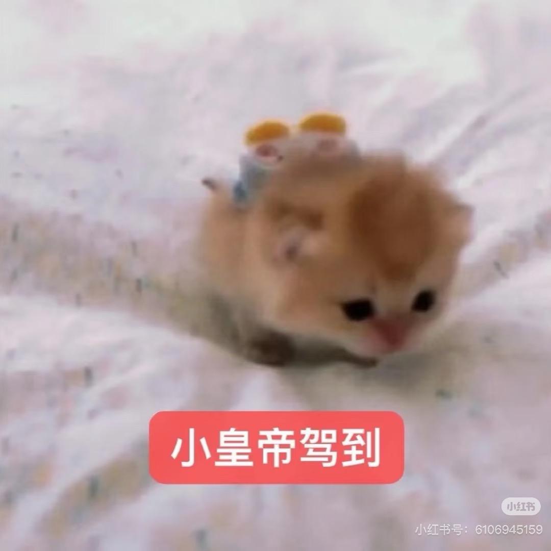 今晚我不能温柔了