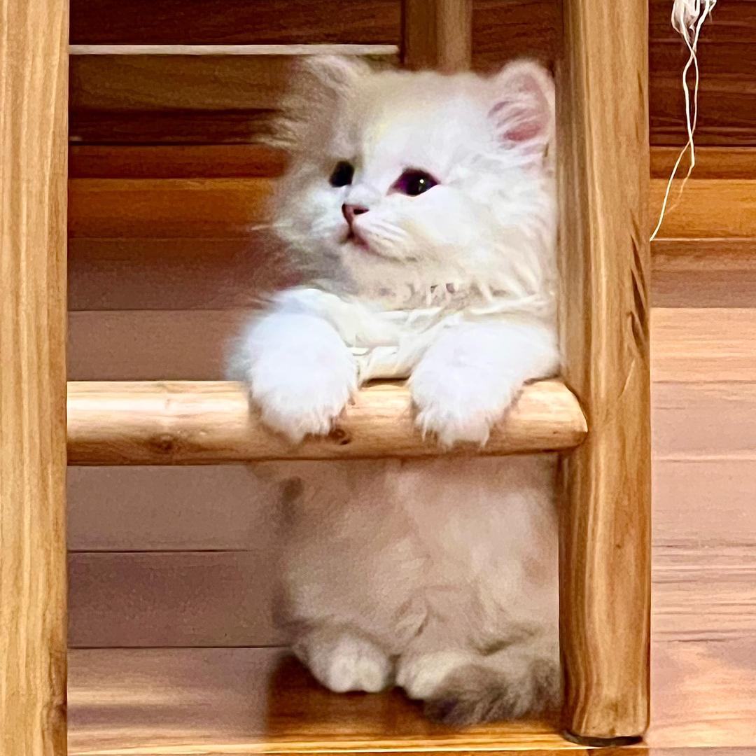 一只大福喵🐱