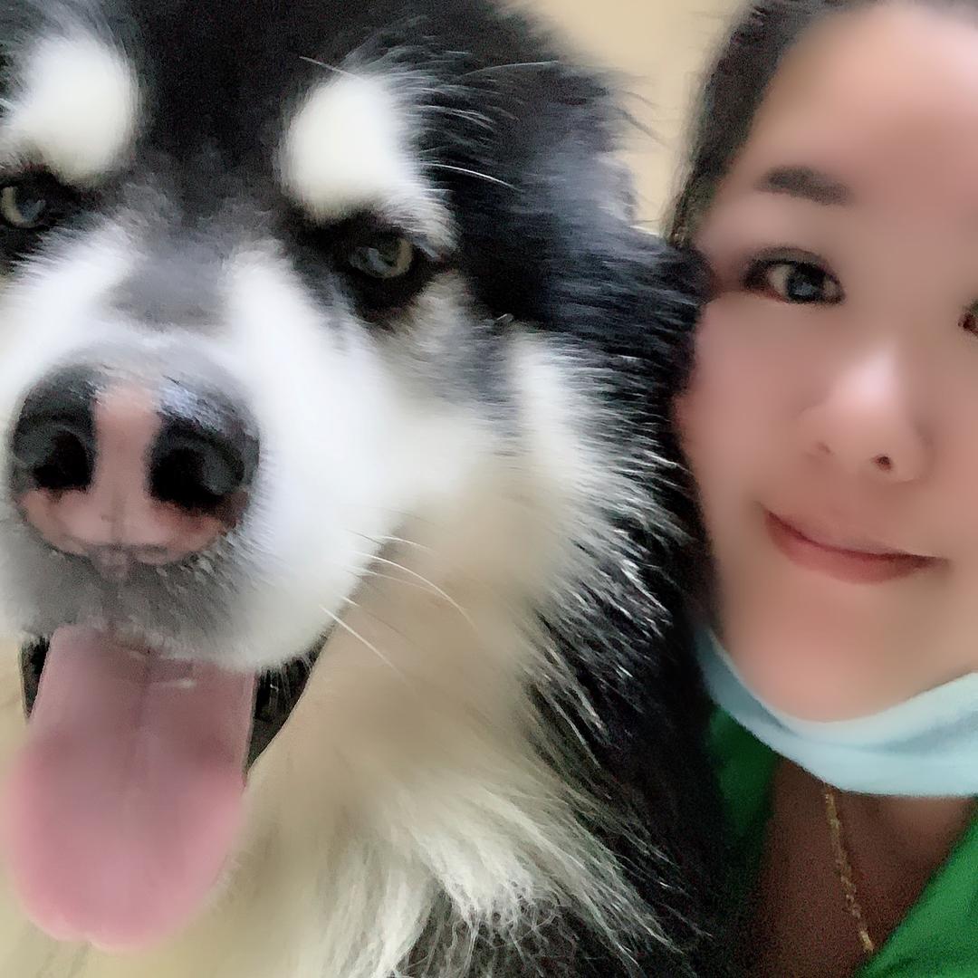 阿拉斯加🐾Tiger
