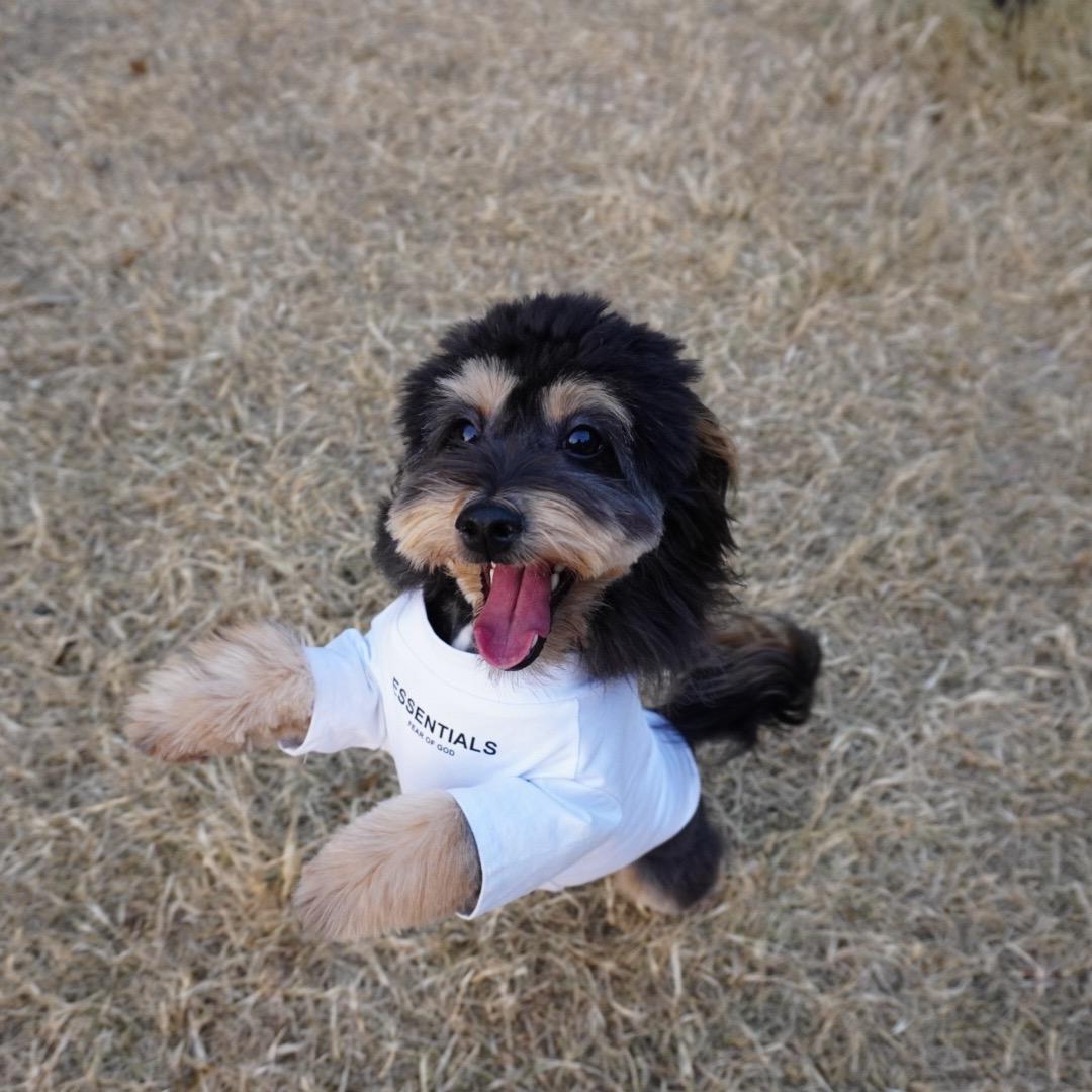 古希腊掌管🌈的神