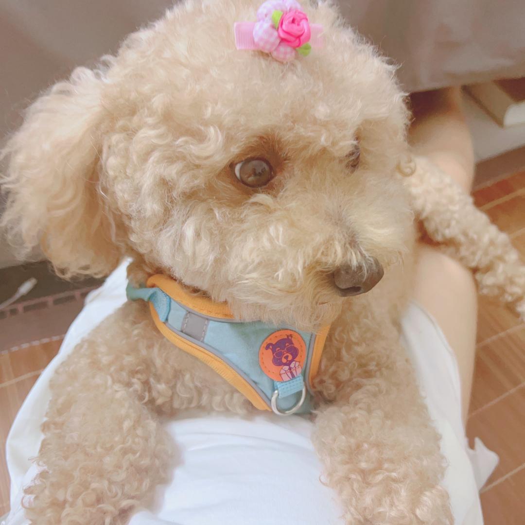 小提溜