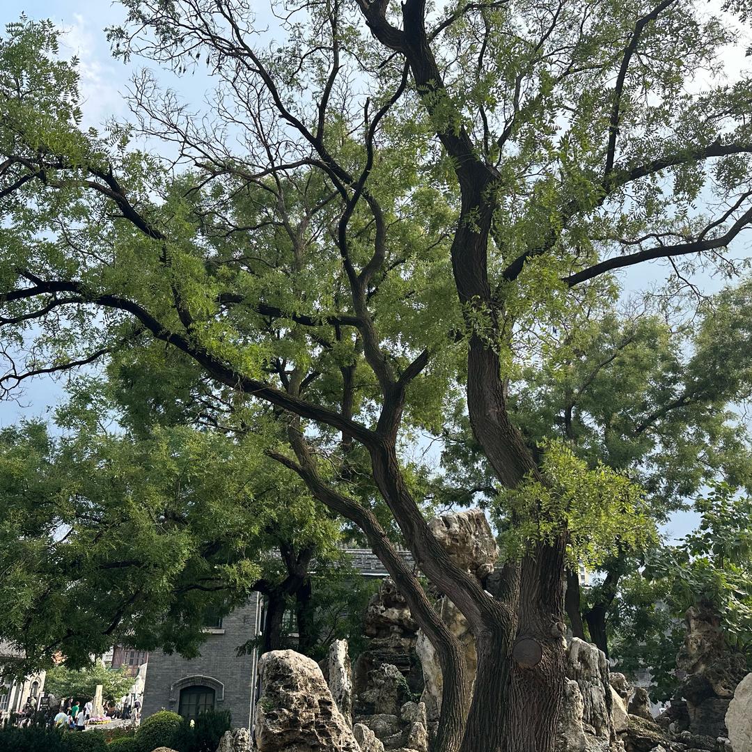 南黎.