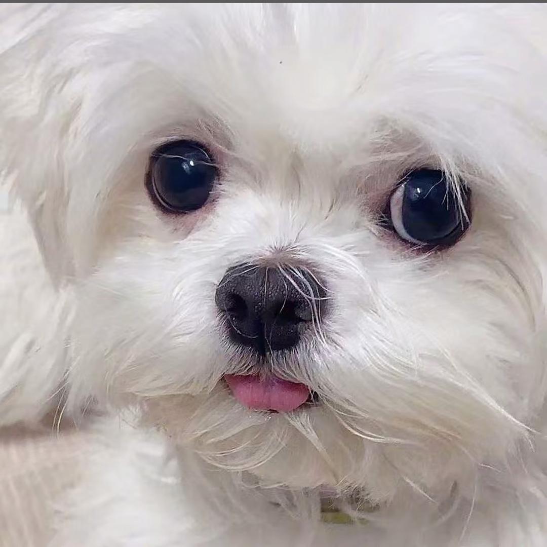 性感大母猴