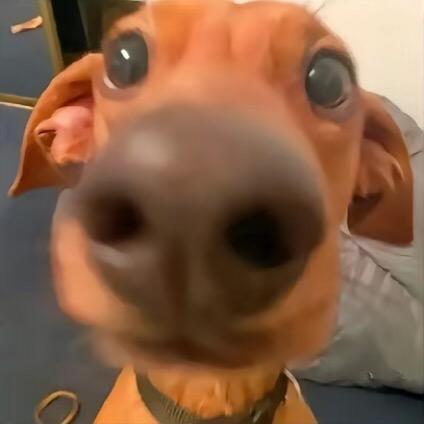 imapig