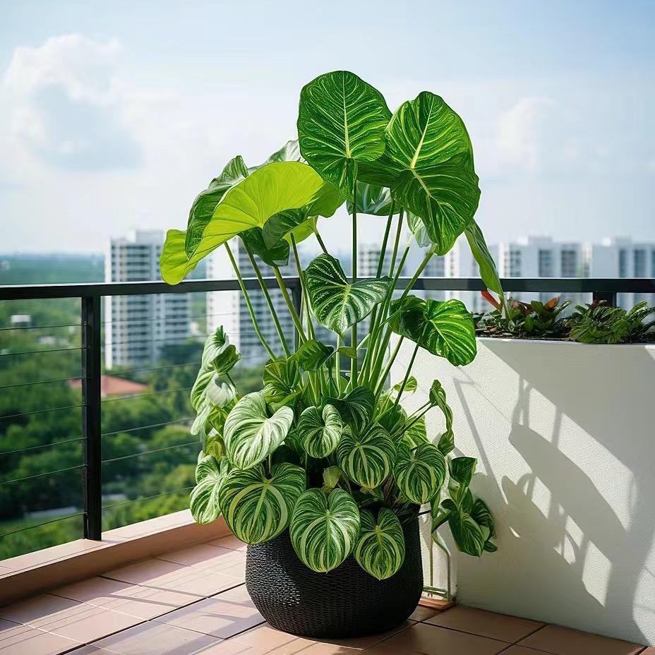 YGHH阳光绿植花卉