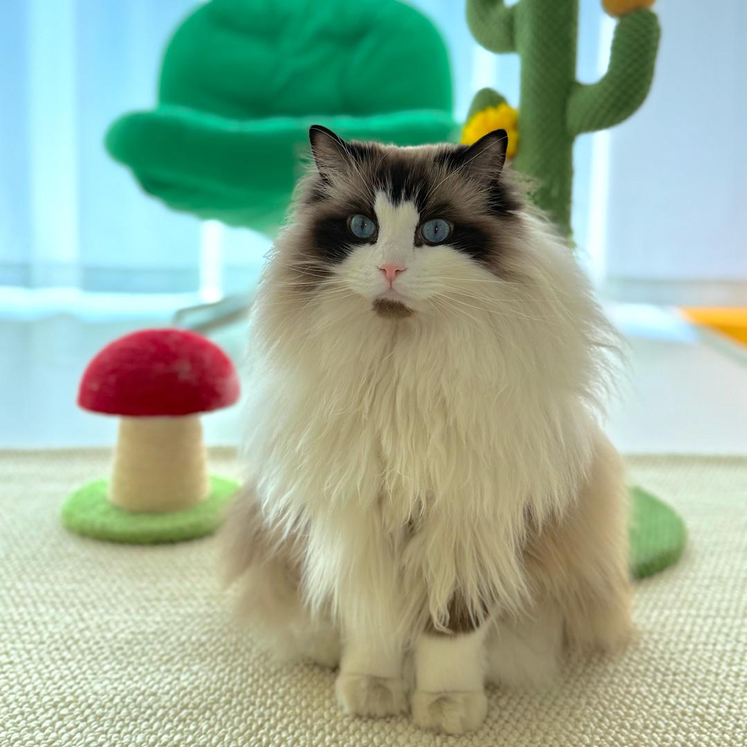 湫湫不是猫