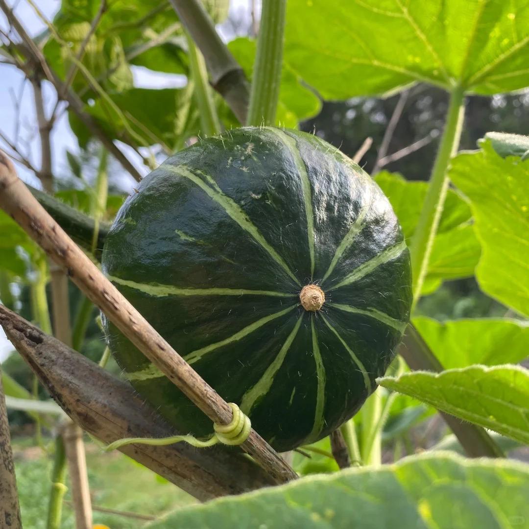 包仔商贸 -小刘