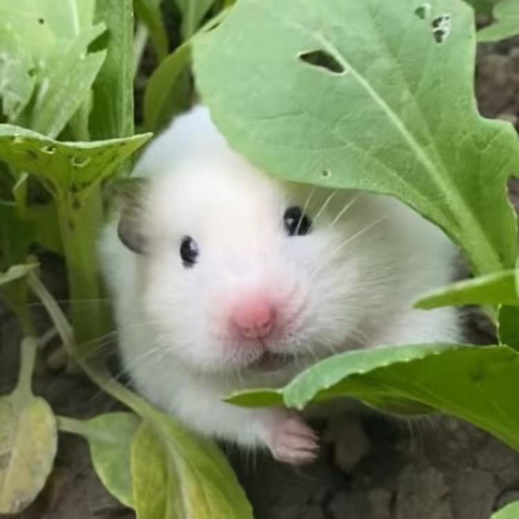 是馒头呀