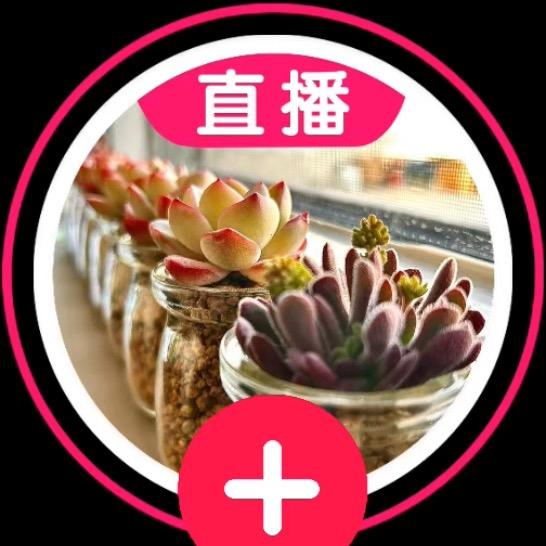 会养多肉的小文