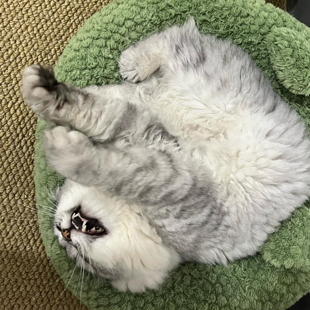 汤圆
