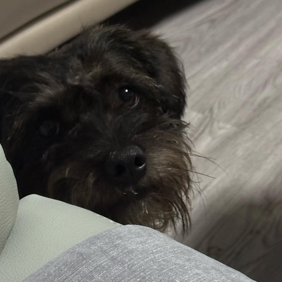 秦!小!狗!🐕