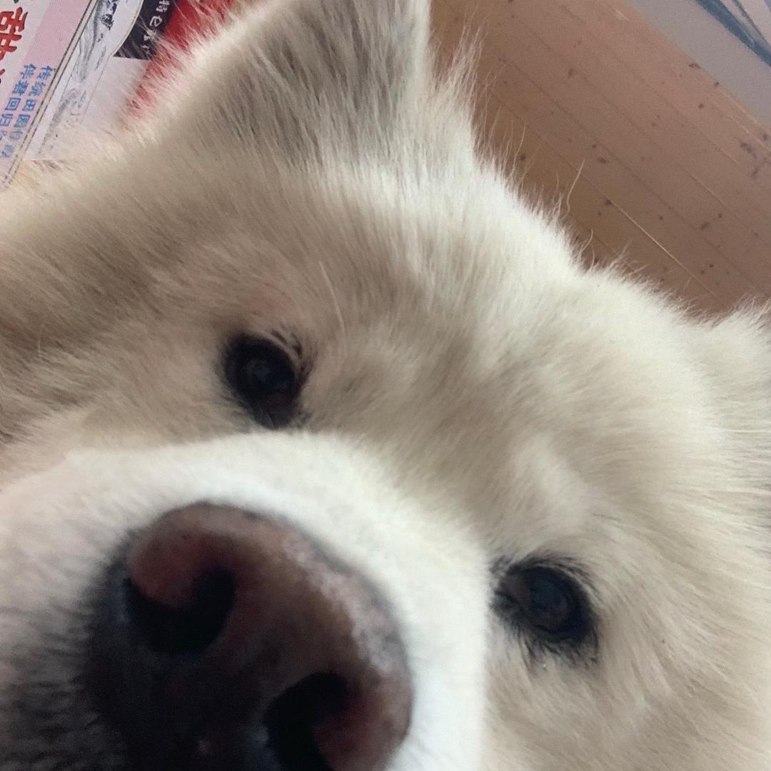 吃一口俊包包^