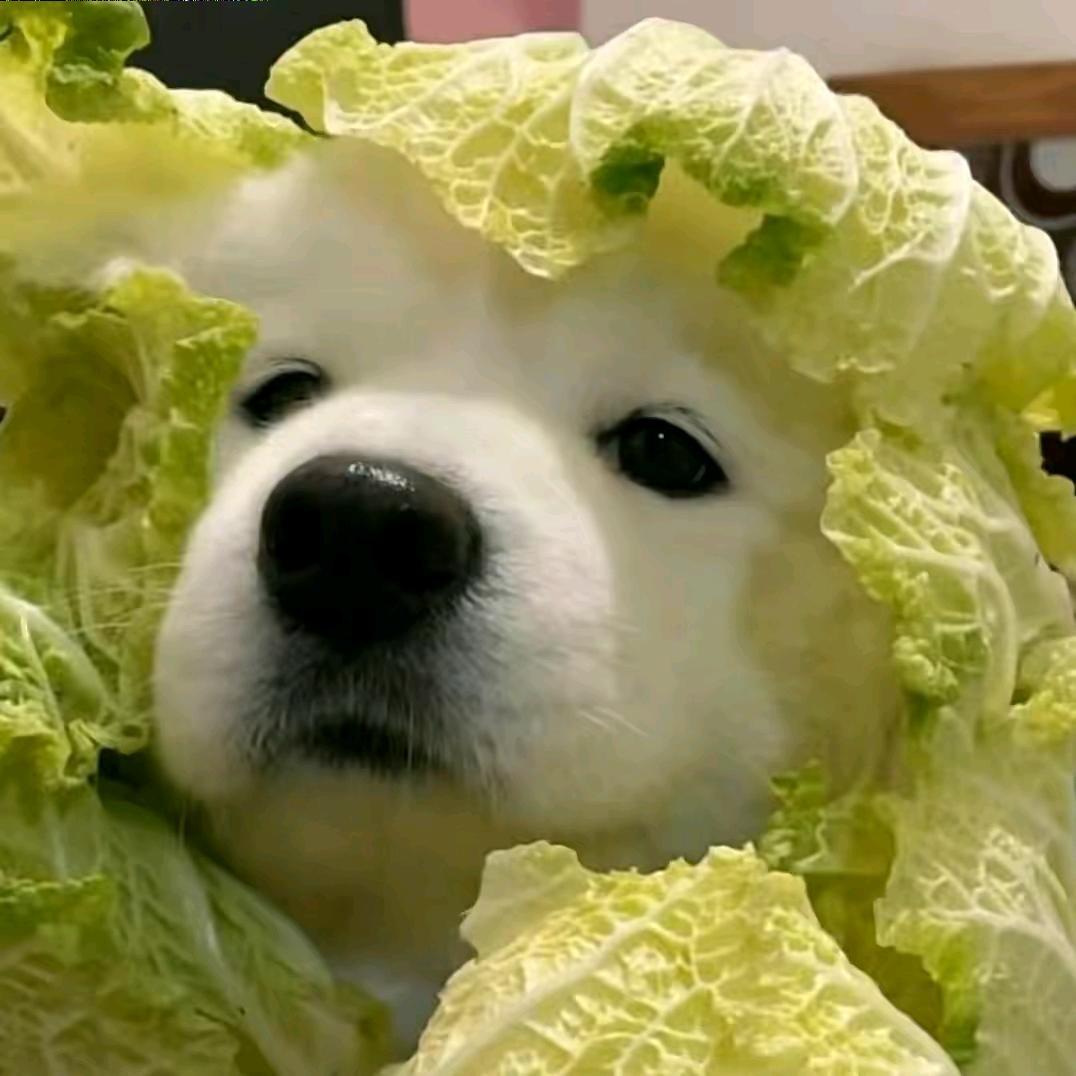 小小鱼ᐝ