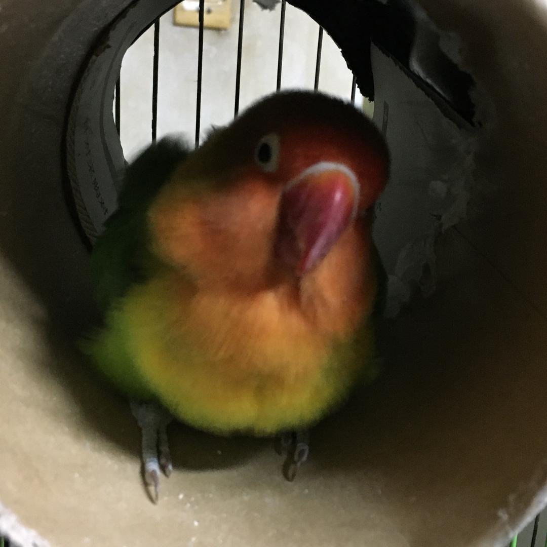 张辽止啼