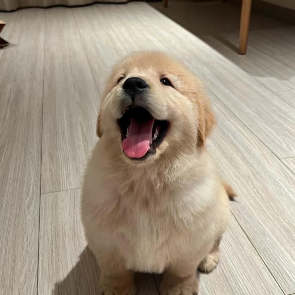 一乐家的毛孩子🐶