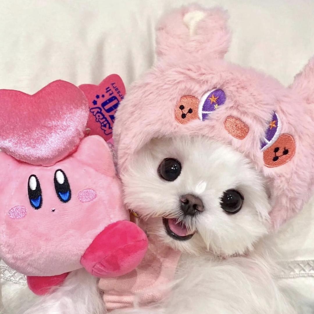 宝可梦宠物饲育家小铺