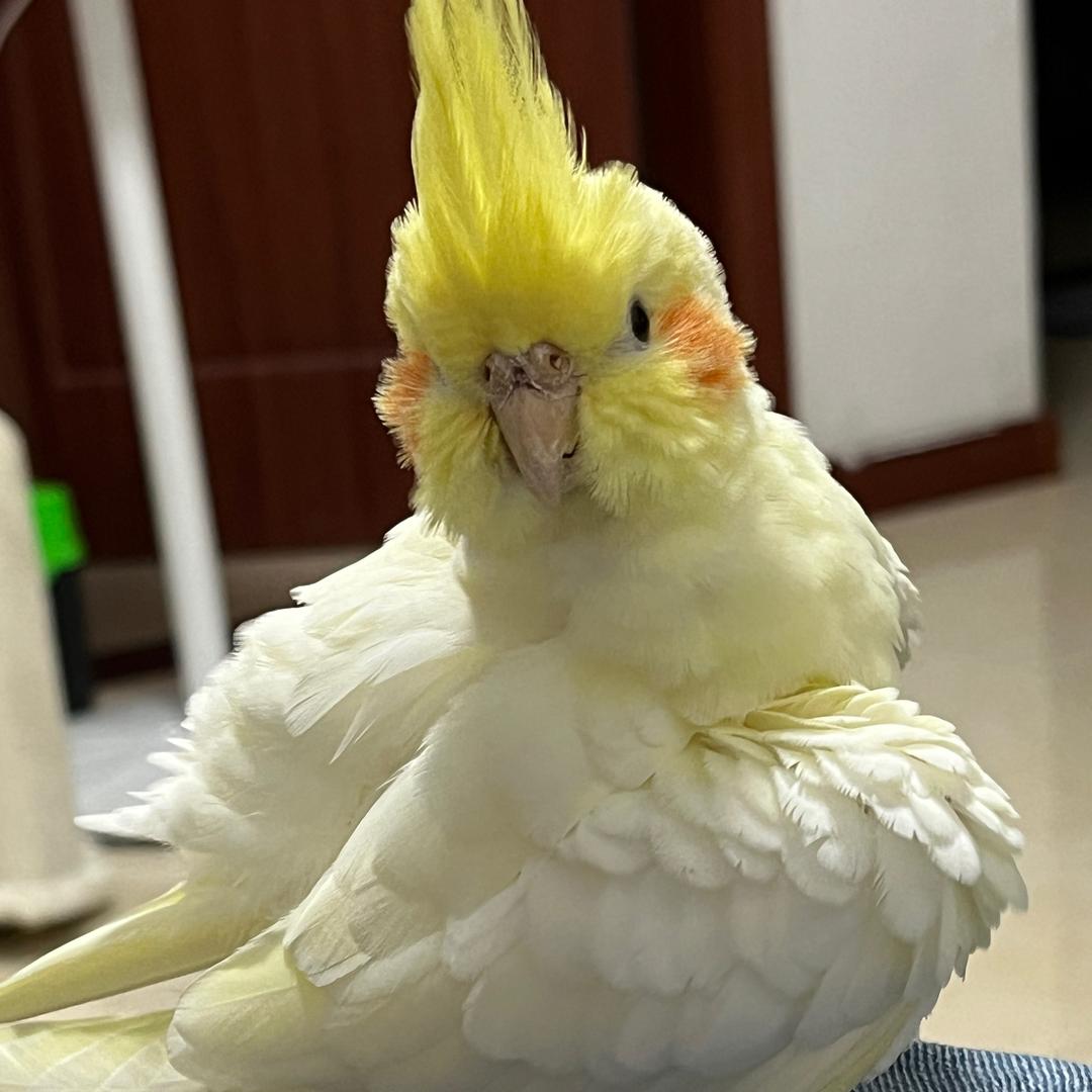 奶酪很忙
