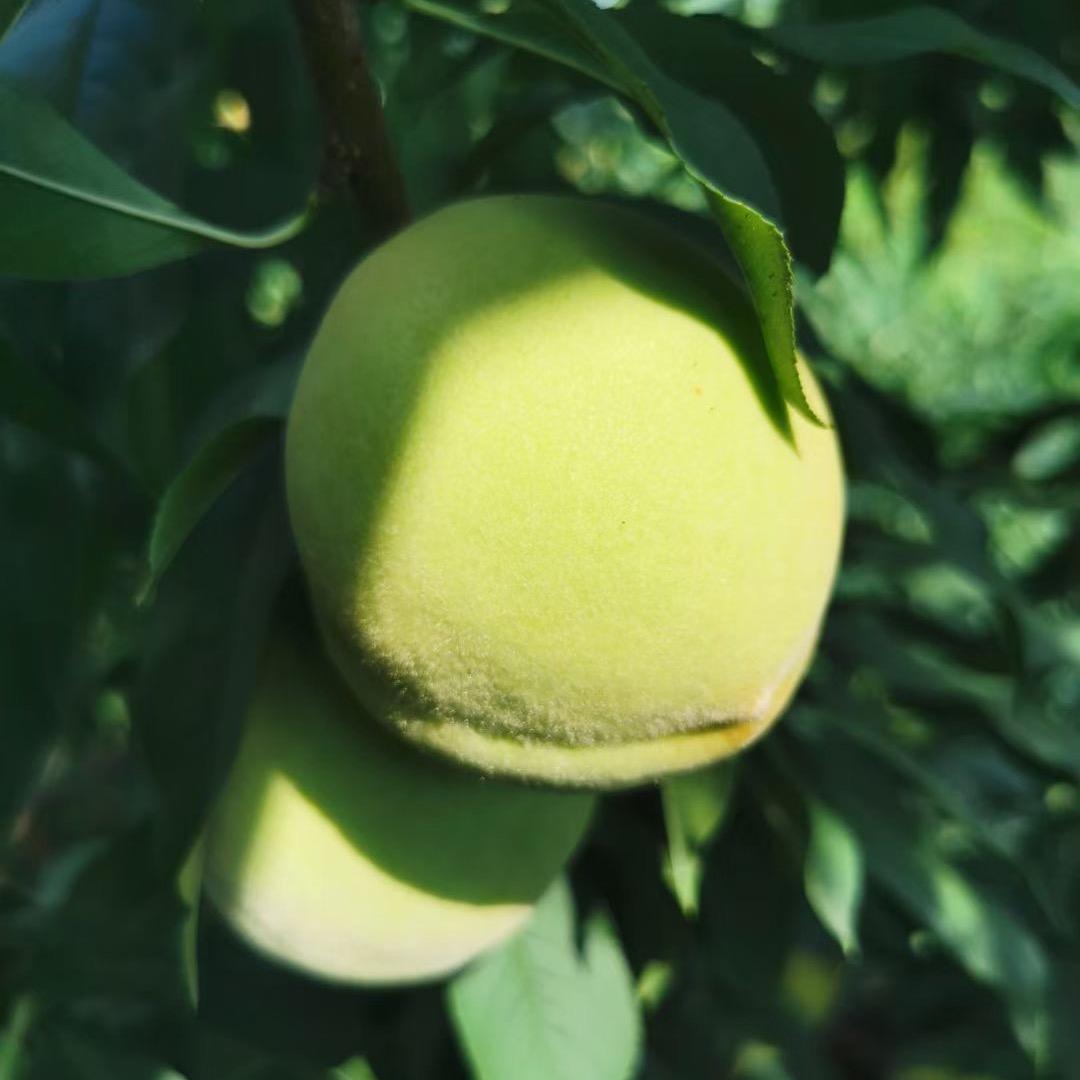 演塘冲脆蜜青桃基地🍑