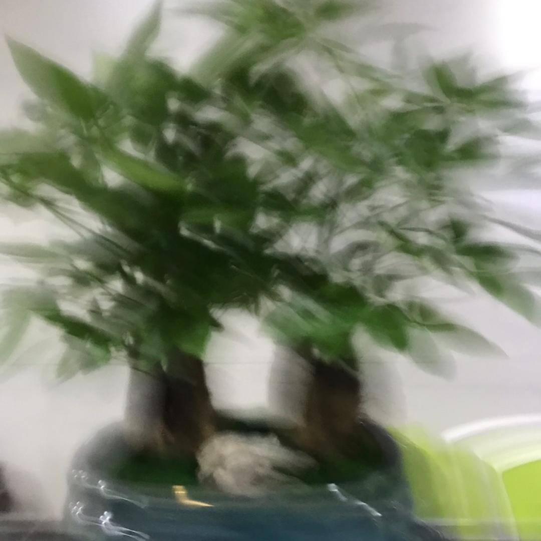 杏林传承6
