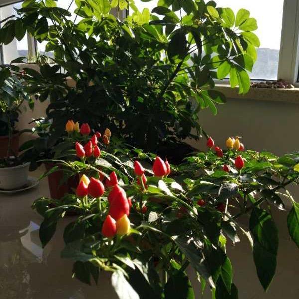 沈阳（拒绝私聊）