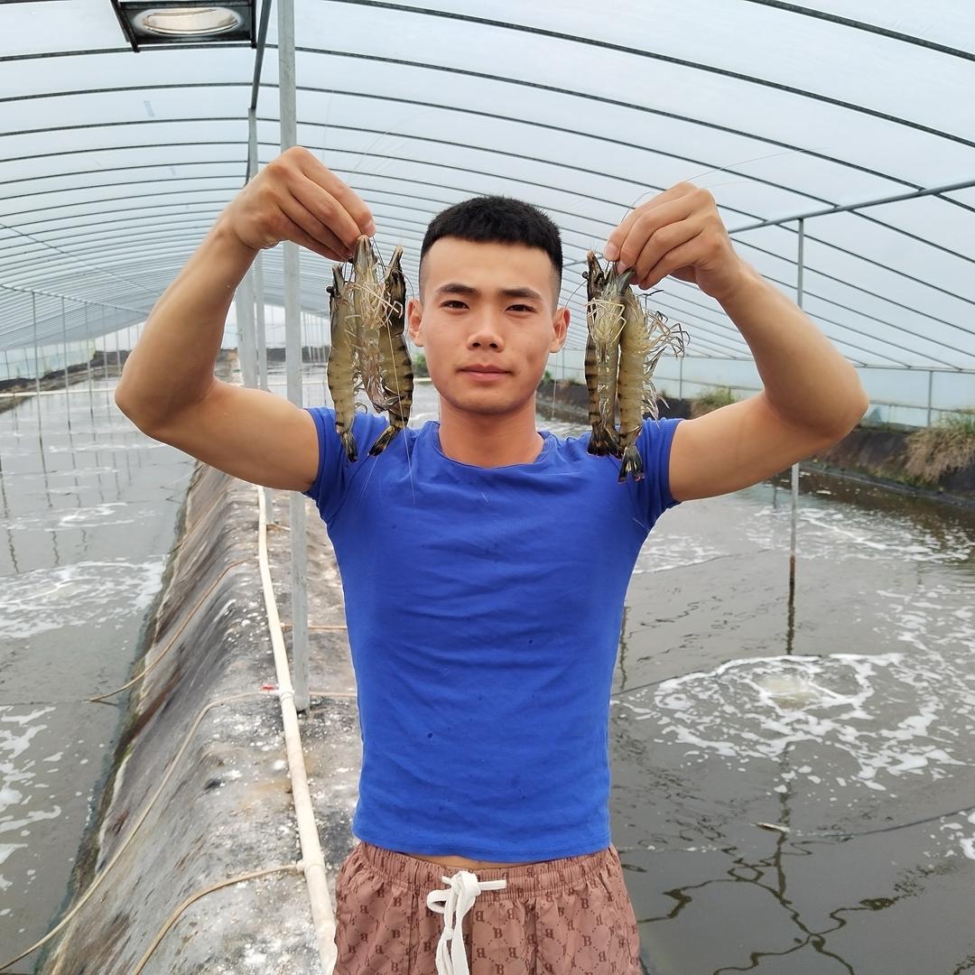 金刚虾 花虾 养殖技术交流 永荣过硫
