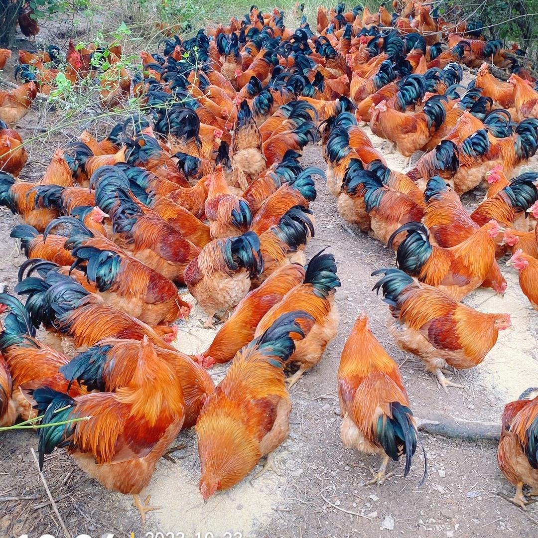 🐔🐔黄六钦州北区玉米粉料奄鸡一条龙