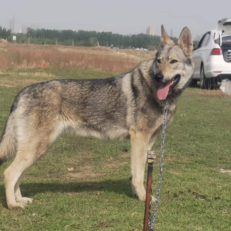@狼犬秋阳