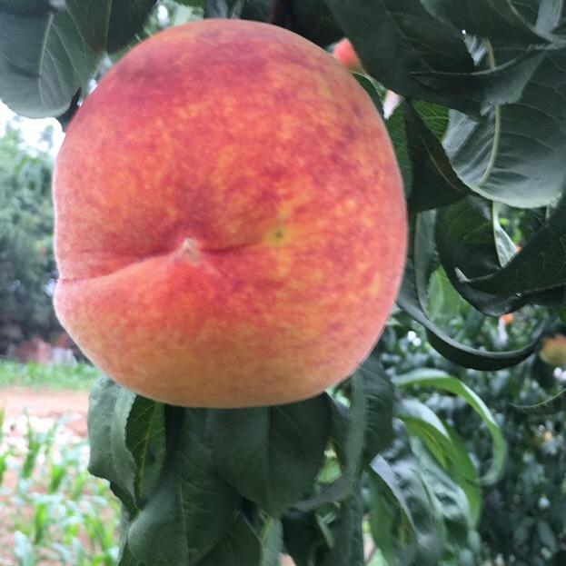 曹红英天然干果水果精选