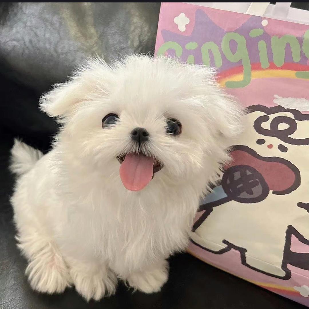 慧慧来了🧸(新年快乐)💕