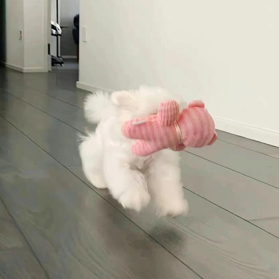 会飞的拖鞋.