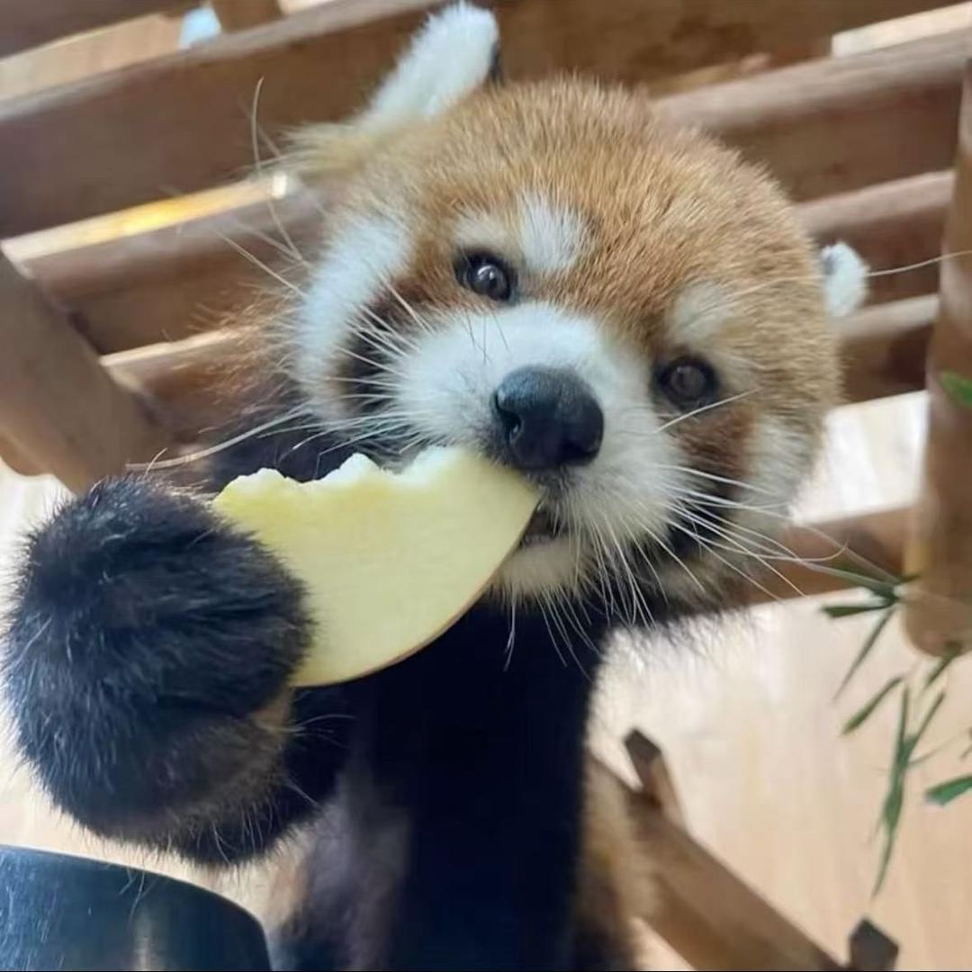 种太阳