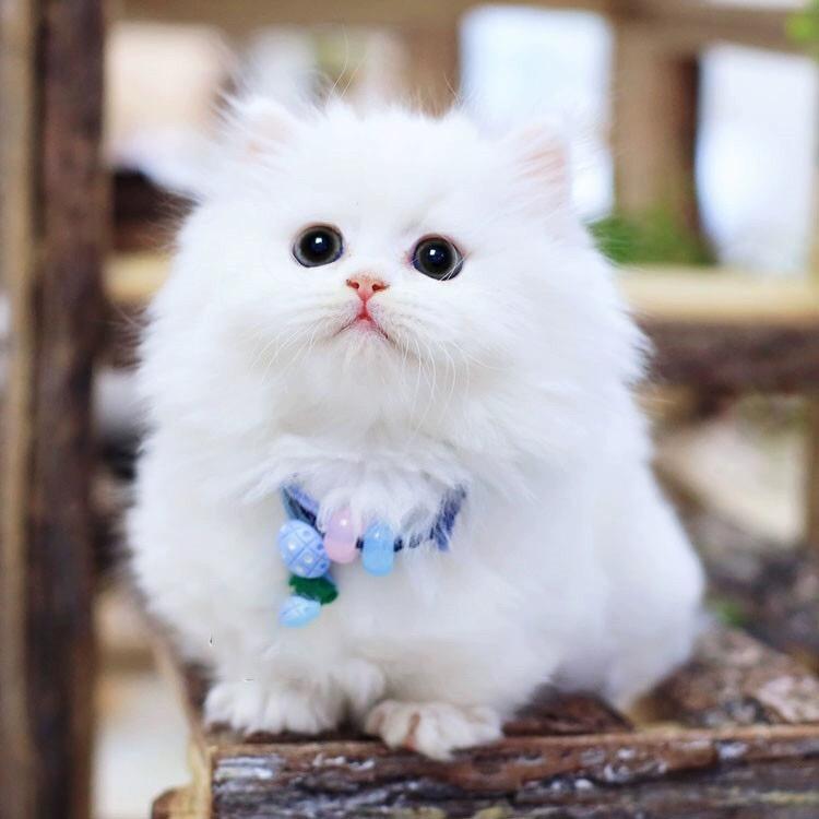 可拉猫