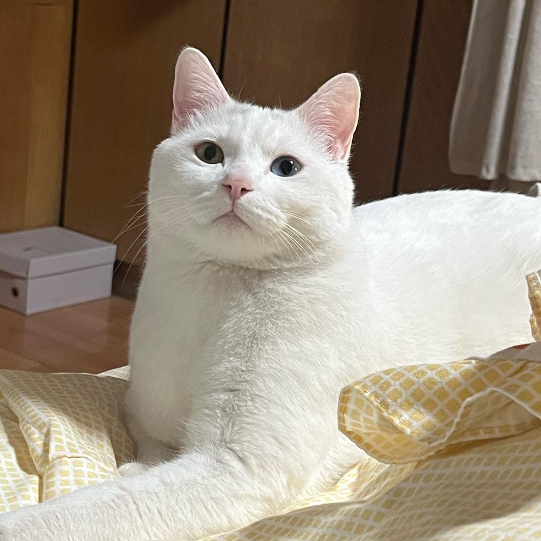 用户12428403980