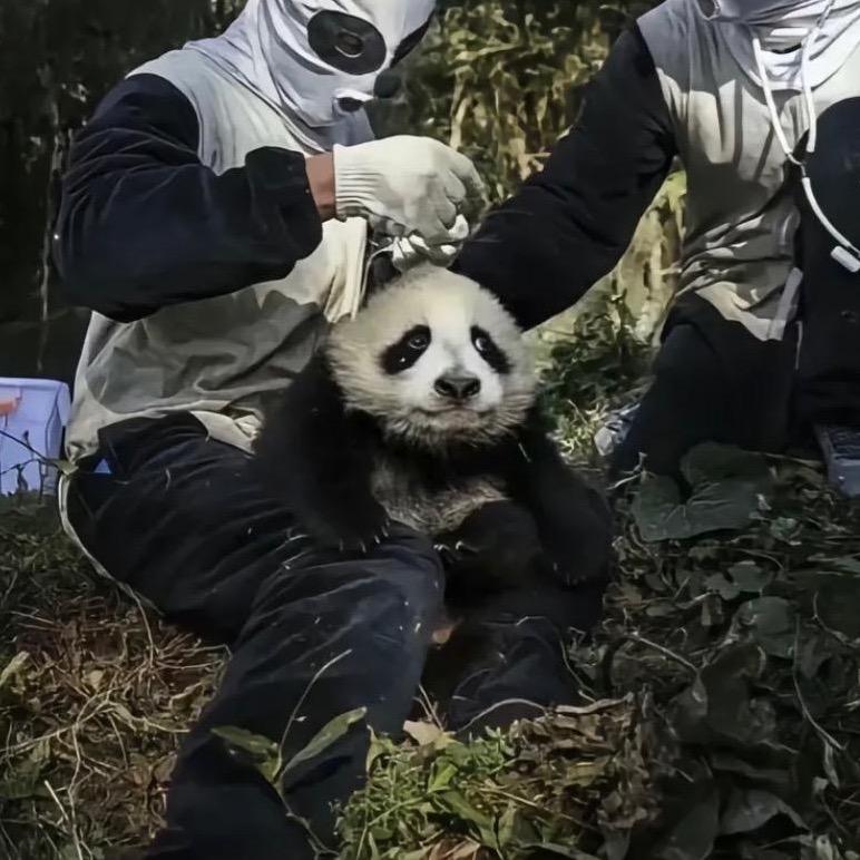 野怒怒🐼