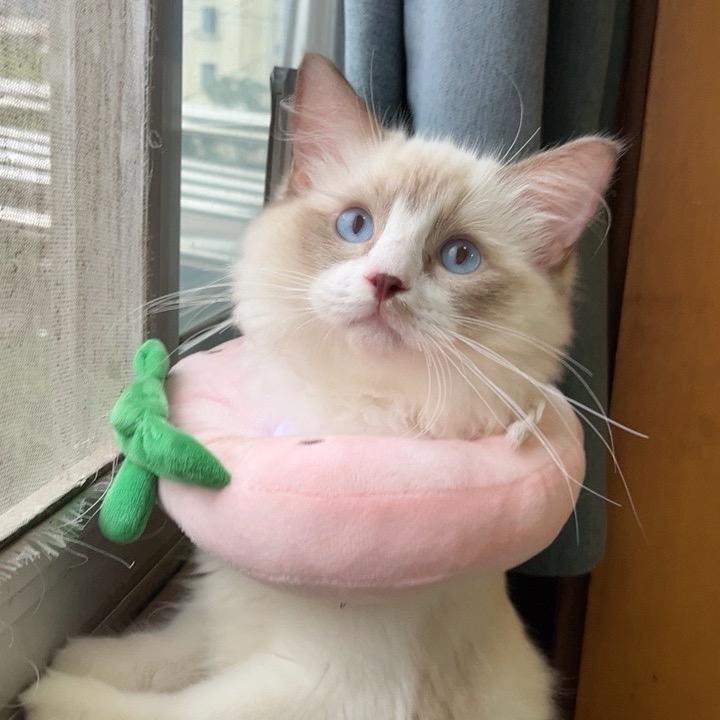 乖乖和布丁🐈