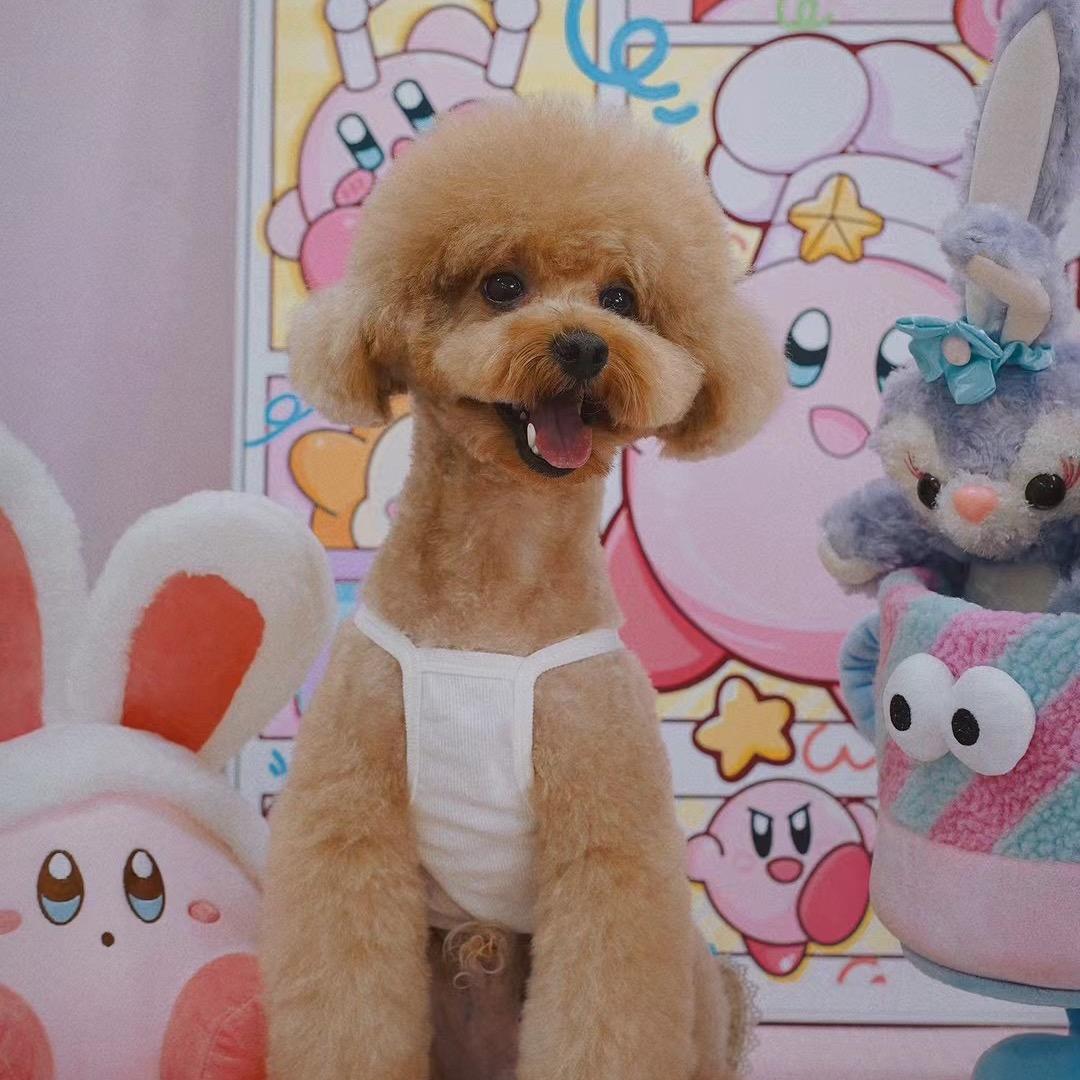 肉肉喜欢吃肉肉🐶