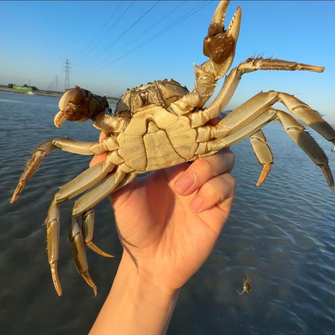 阳澄湖大闸蟹成成