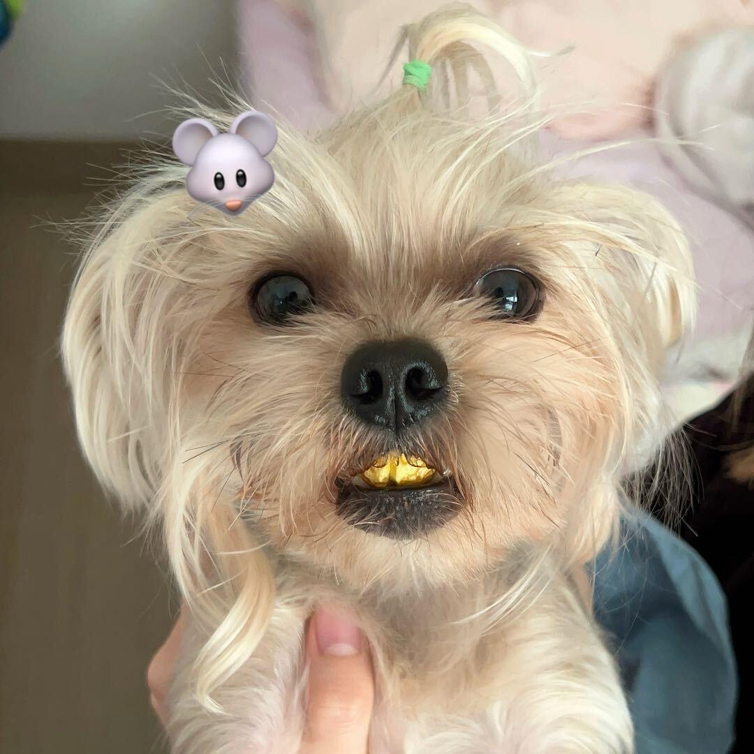 Y˶‾᷄ ⁻̫ ‾᷅˵