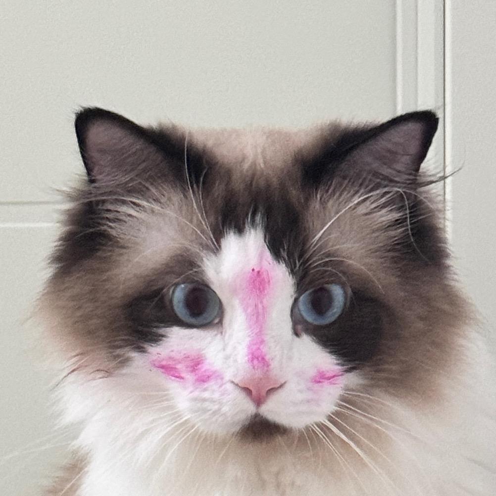 小喵ฅ^>𖥦<^ฅ