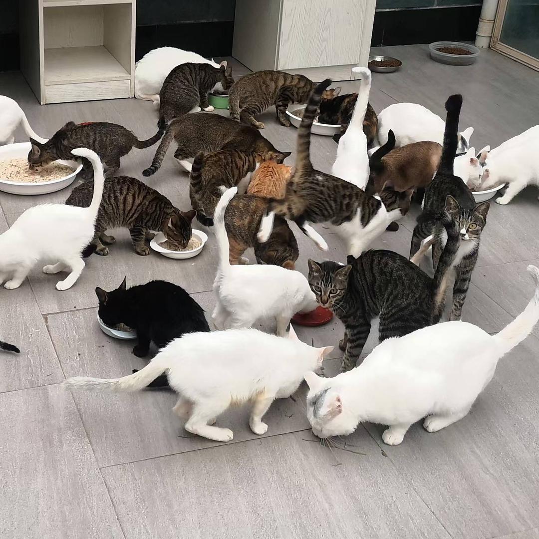 流浪猫猫乐园（100多只猫🙀）