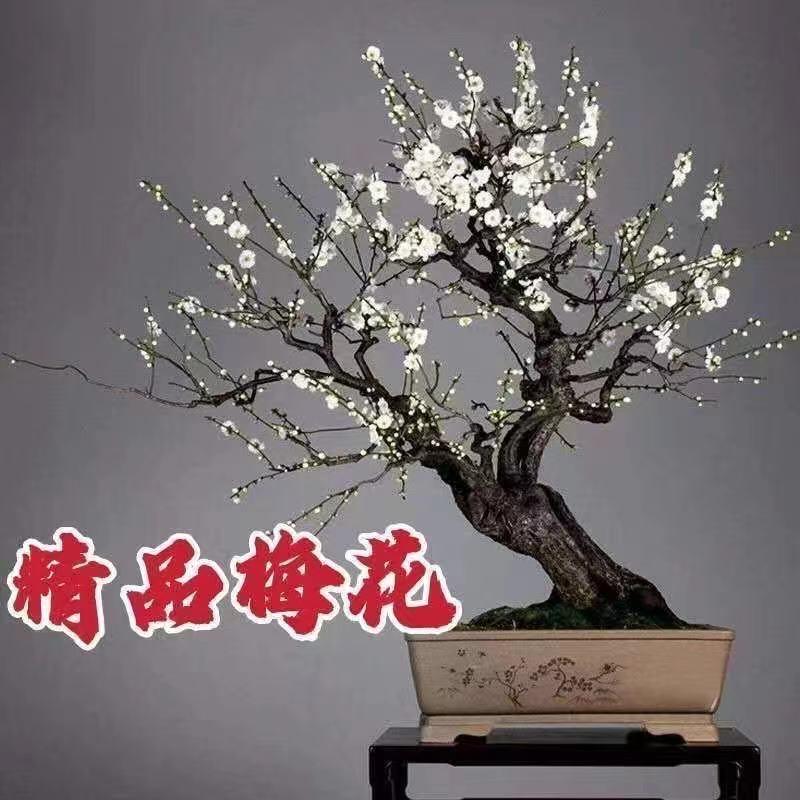 甜甜家的花