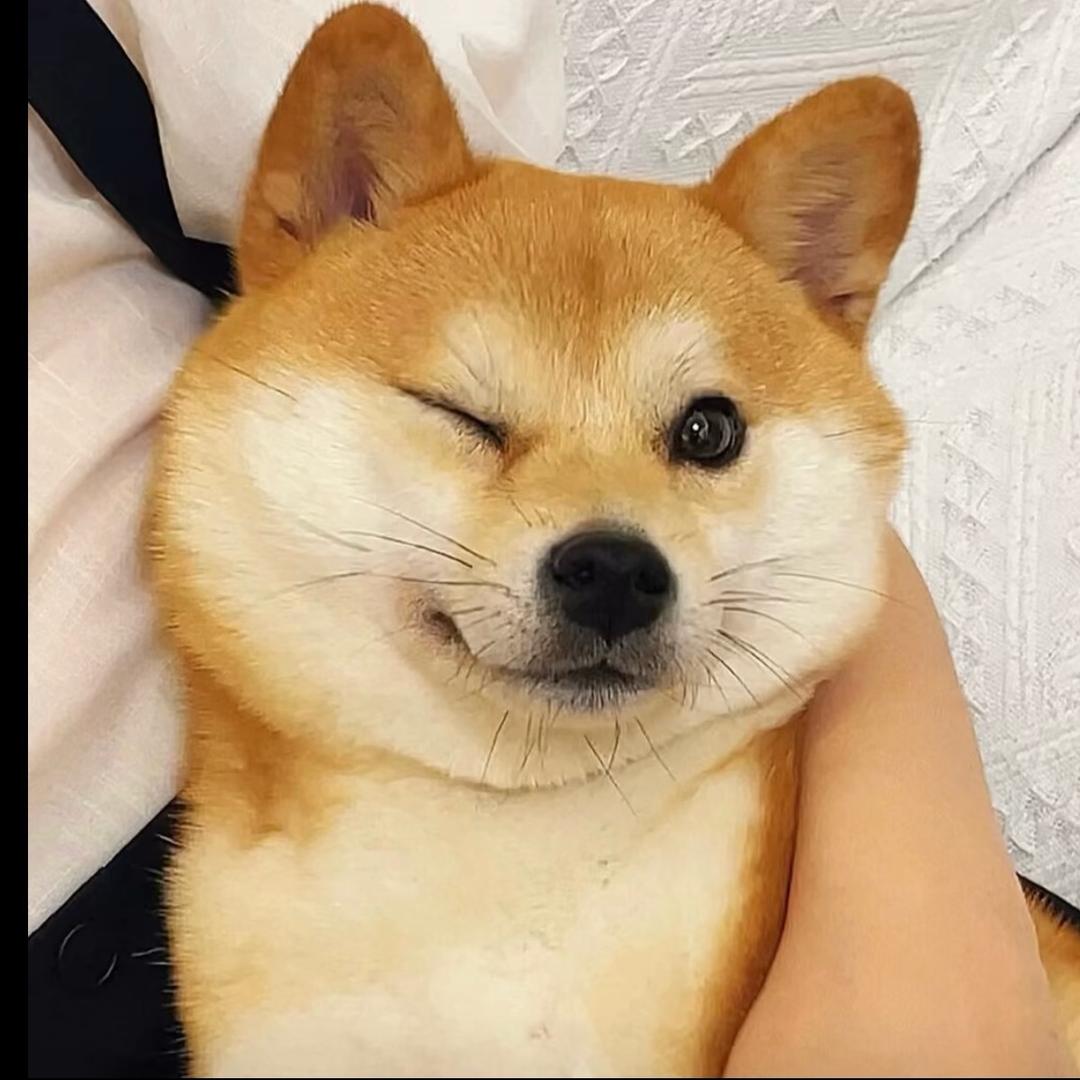 芥末搭的老鼠      🦔