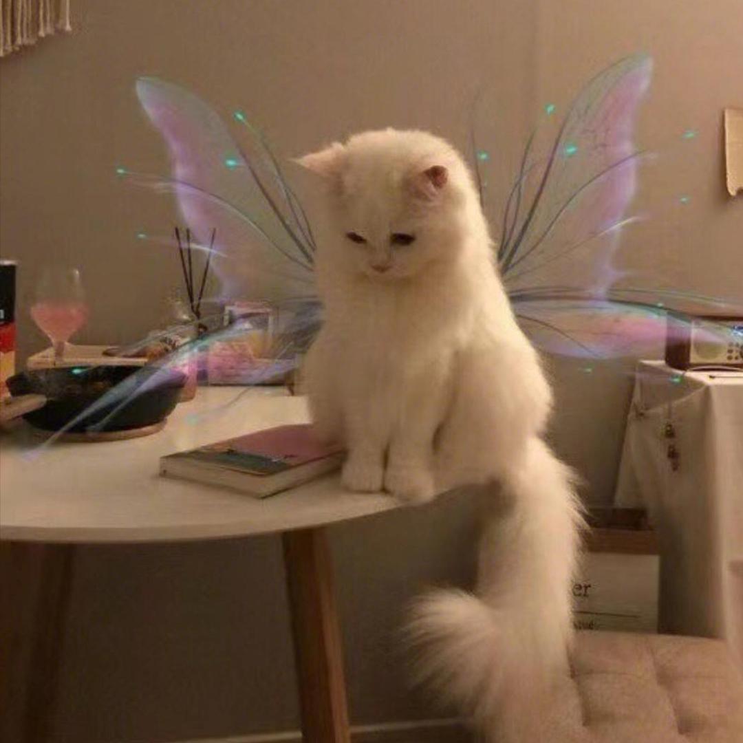 ^ ^