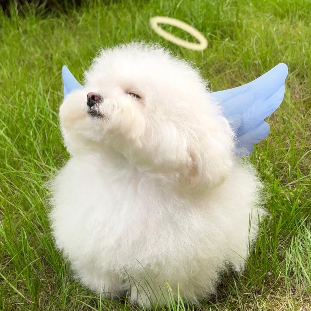 蜂蜜猫